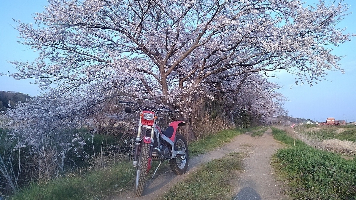 桜とモンテッサ🌸