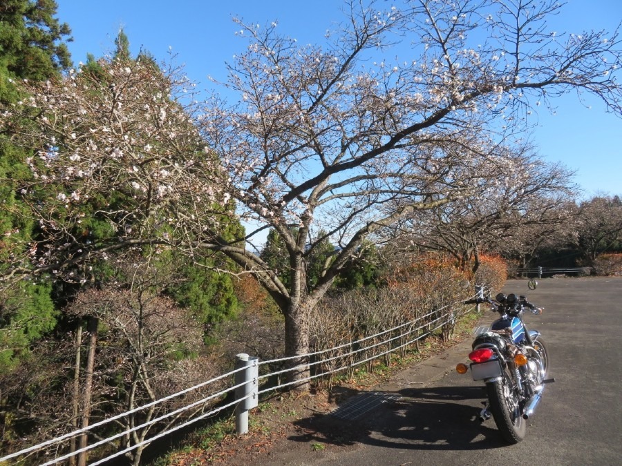 20191120_桜山公園